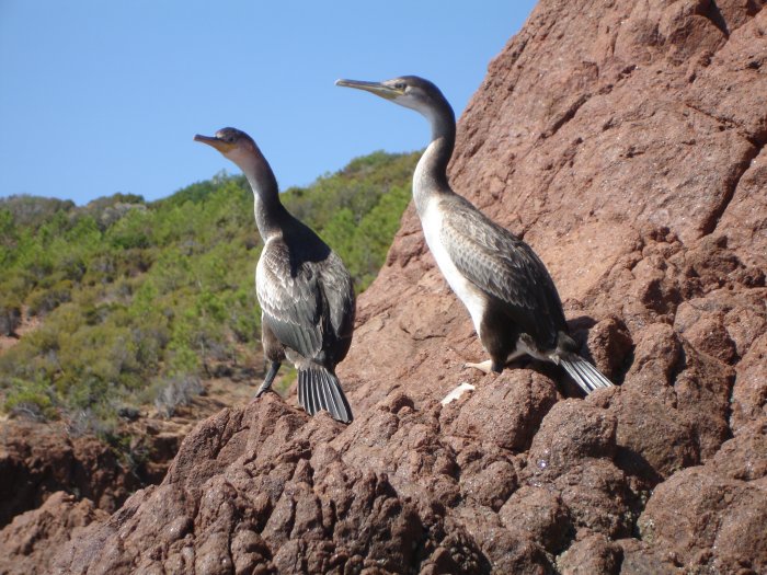 Des cormorans croisés au détour d'un rocher